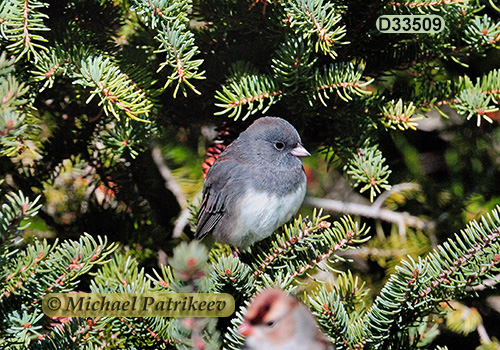 Dark-eyed Junco (Junco hyemalis)